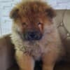 Chow Chow puppies photo 6