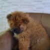 Chow Chow puppies photo 7