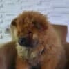 Chow Chow puppies photo 8