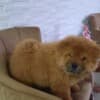 Chow Chow puppies photo 9