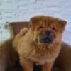 Chow Chow puppies photo 10