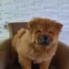 Chow Chow puppies photo 11