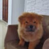 Chow Chow puppies photo 12