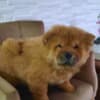 Chow Chow puppies photo 13