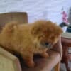 Chow Chow puppies photo 14