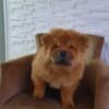 Chow Chow puppies photo 15