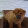 Chow Chow puppies photo 16