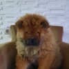 Chow Chow puppies photo 17
