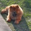 Chow Chow puppies photo 18