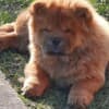 Chow Chow puppies photo 19