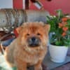 Chow Chow puppies photo 20