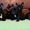 French Bulldog puppies photo 1