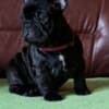 French Bulldog puppies photo 2