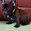French Bulldog puppies photo 3