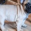 French Bulldog puppies photo 4