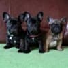 French Bulldog puppies photo 5