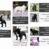 French Bulldog puppies photo 10