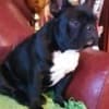 French Bulldog puppies photo 11