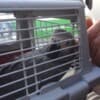 Beautiful  African Grey Parrots with cage photo 6