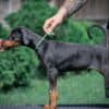 Doberman puppies photo 1