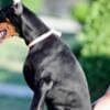 Doberman puppies photo 2
