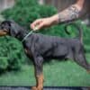 Doberman puppies photo 3