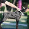 Doberman puppies photo 4