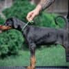 Doberman puppies photo 5