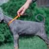 Doberman puppies photo 6