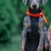 Doberman puppies photo 7