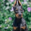 Doberman puppies photo 8