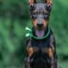 Doberman puppies photo 9