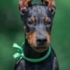 Doberman puppies photo 10