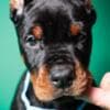 Doberman puppies for sale photo 1