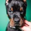 Doberman puppies for sale photo 3