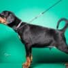 Doberman puppies for sale photo 5