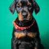Doberman puppies for sale photo 6