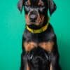 Doberman puppies for sale photo 7