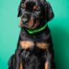Doberman puppies for sale photo 8