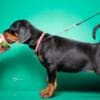 Doberman puppies for sale photo 9