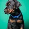 Doberman puppies for sale photo 11