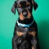 Doberman puppies for sale photo 12