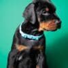 Doberman puppies for sale photo 13