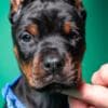 Doberman puppies for sale photo 14
