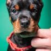 Doberman puppies for sale photo 15