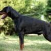 Doberman puppies for sale photo 16