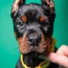 Doberman puppies for sale photo 17