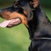 Doberman puppies for sale photo 18