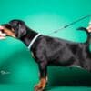 Doberman puppies for sale photo 21