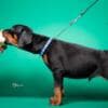 Doberman puppies for sale photo 22